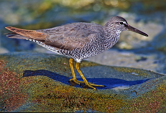 Tringa incana  WANDERING TATTLER 107707z