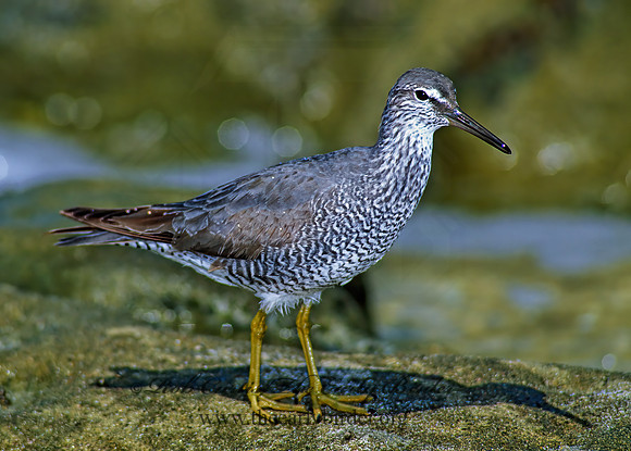 Tringa incana  WANDERING TATTLER 107709z