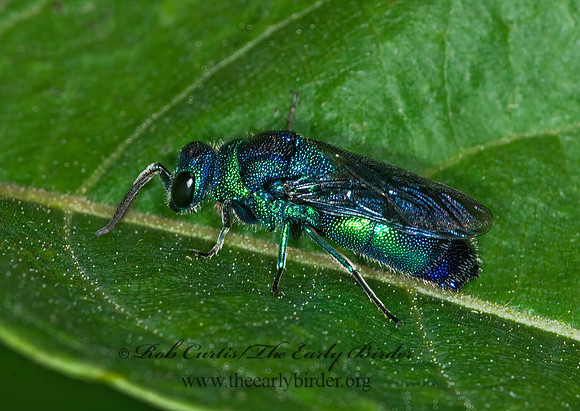 Chrysis angolensis 6014433z