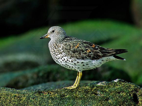 Calidris virgata  SURFBIRD 123828z