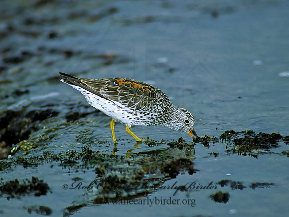Calidris virgata  SURFBIRD 124101z