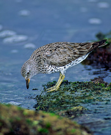 Calidris virgata  SURFBIRD 124128z