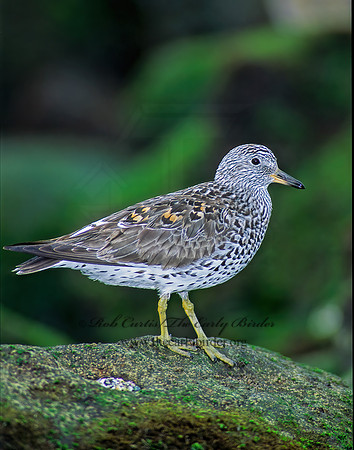 Calidris virgata  SURFBIRD 124130z