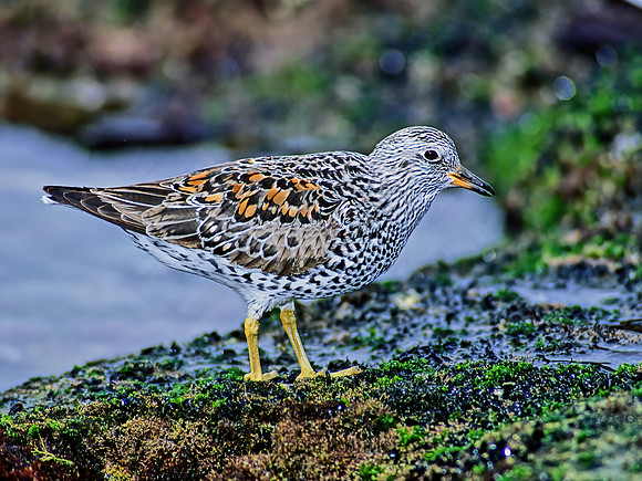 Calidris virgata  SURFBIRD 124135z