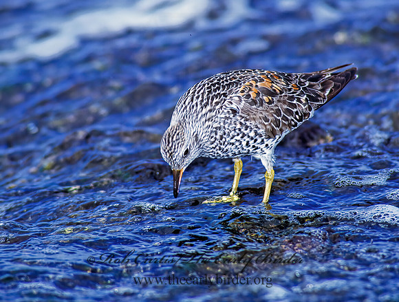 Calidris virgata  SURFBIRD 124205z