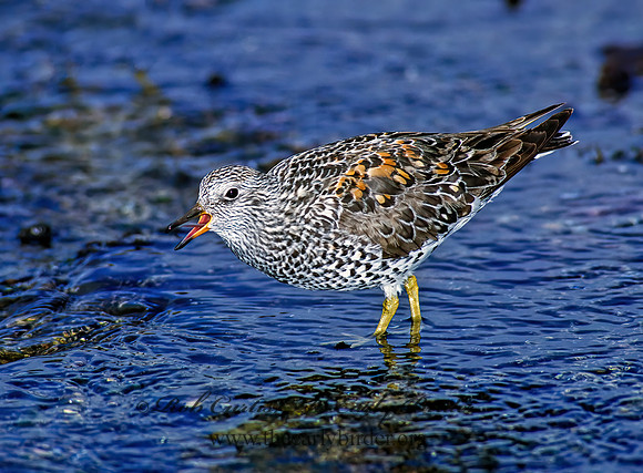 Calidris virgata  SURFBIRD 124308z