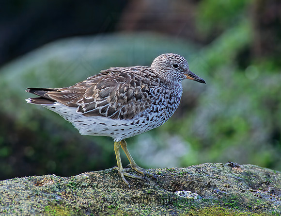 Calidris virgata  SURFBIRD 124319z