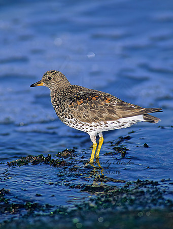 Calidris virgata  SURFBIRD 124622z