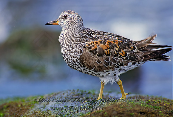 Calidris virgata  SURFBIRD 124321z