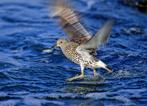 Calidris virgata  SURFBIRD 124629z