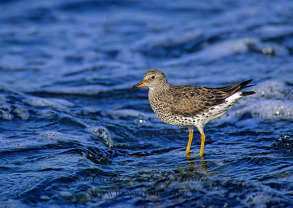 Calidris virgata  SURFBIRD 124630z