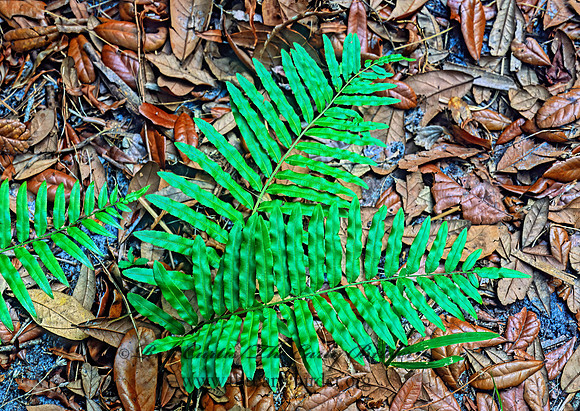 Blechnum serrulatum  SWAMP FERN 261235z