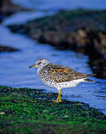Calidris virgata  SURFBIRD 124807z