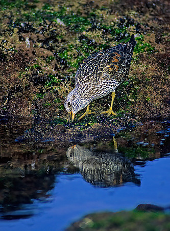 Calidris virgata  SURFBIRD 124811z
