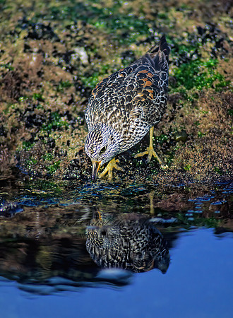 Calidris virgata  SURFBIRD 124817z