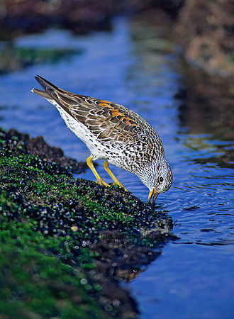 Calidris virgata  SURFBIRD 124820z