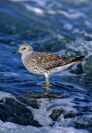Calidris virgata  SURFBIRD 124831z