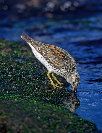 Calidris virgata  SURFBIRD 124832z