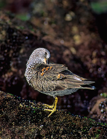 Calidris virgata  SURFBIRD 124902z