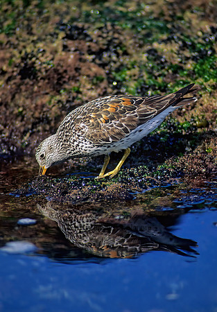 Calidris virgata  SURFBIRD 124834z