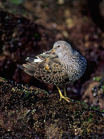 Calidris virgata  SURFBIRD 124903z