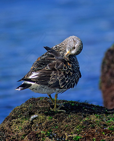 Calidris virgata  SURFBIRD 124913z
