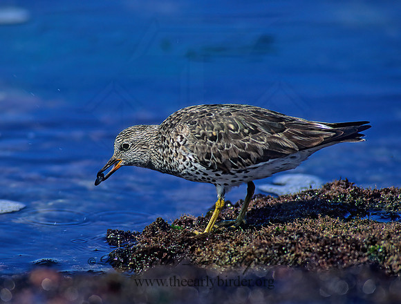 Calidris virgata  SURFBIRD 124918z