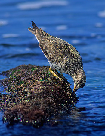 Calidris virgata  SURFBIRD 124920z