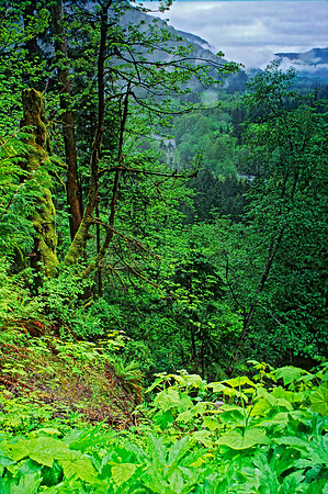 TEMPERATE RAIN FOREST 148717z