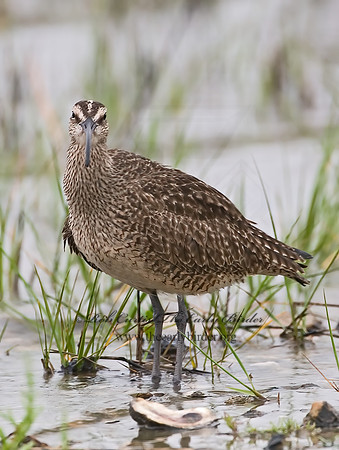 Numenius hudonicus  HUDSONIAN WHIMBREL 7002976z