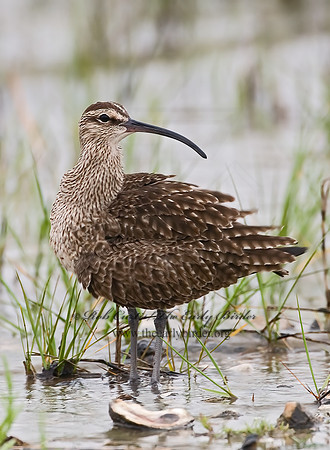 Numenius hudonicus  HUDSONIAN WHIMBREL 7002973z