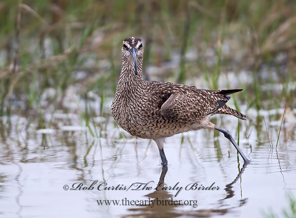 Numenius hudonicus  HUDSONIAN WHIMBREL 7002949z