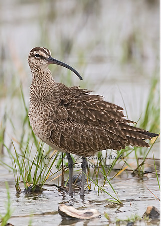 Numenius hudonicus  HUDSONIAN WHIMBREL 7002972z