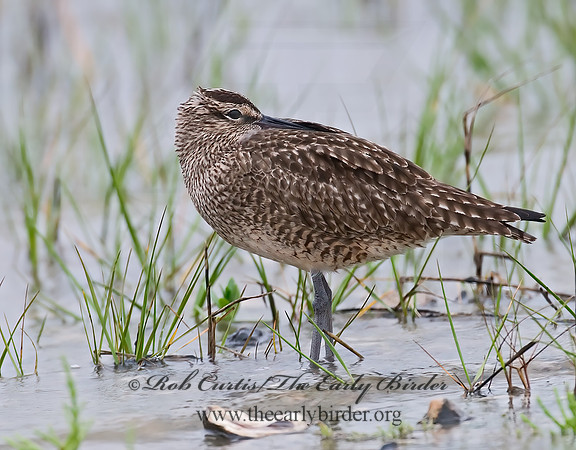 Numenius hudonicus  HUDSONIAN WHIMBREL 7002964z