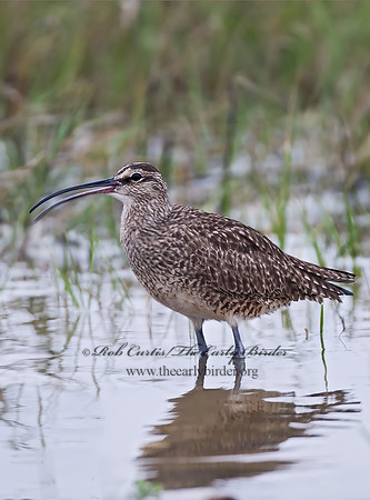 Numenius hudonicus  HUDSONIAN WHIMBREL 7002957z