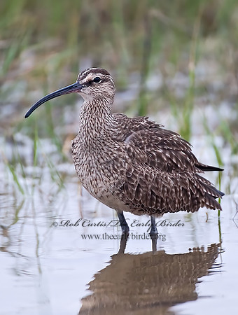 Numenius hudonicus  HUDSONIAN WHIMBREL 7002952z