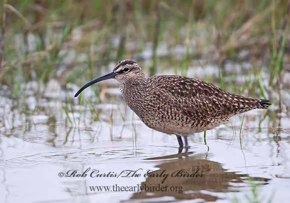Numenius hudonicus  HUDSONIAN WHIMBREL 7002936z