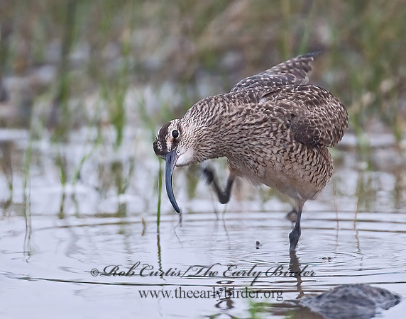 Numenius hudonicus  HUDSONIAN WHIMBREL 7002926z
