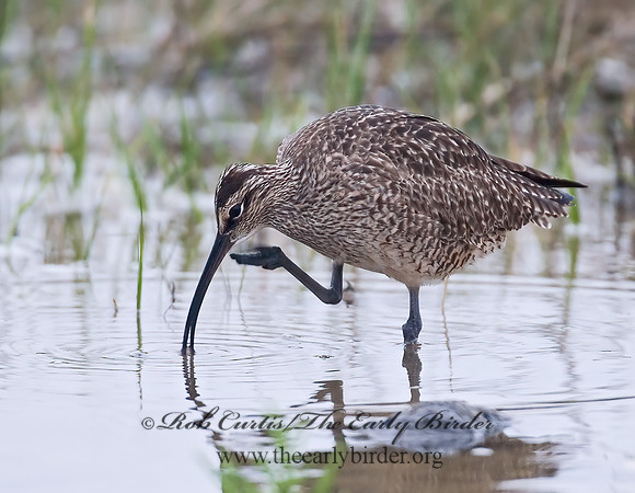 Numenius hudonicus  HUDSONIAN WHIMBREL 7002920z