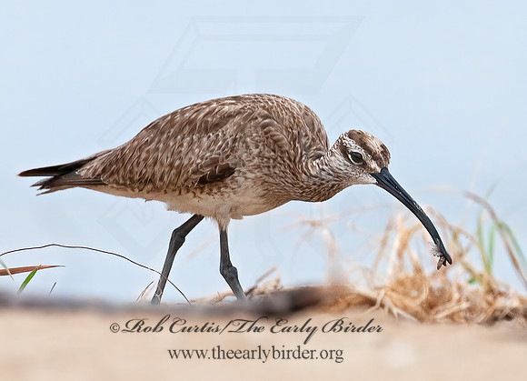 Numenius hudonicus  HUDSONIAN WHIMBREL 3008895z