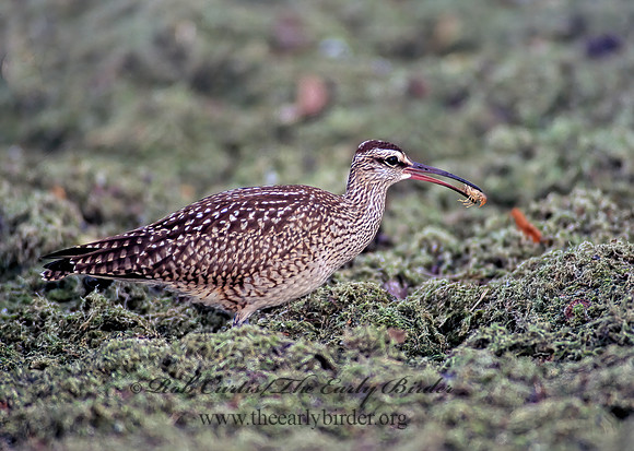 Numenius hudonicus  HUDSONIAN WHIMBREL 136336z