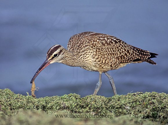 Numenius hudonicus  HUDSONIAN WHIMBREL 136407z