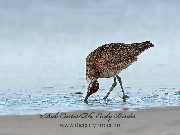 Numenius hudonicus  HUDSONIAN WHIMBREL 8020285z
