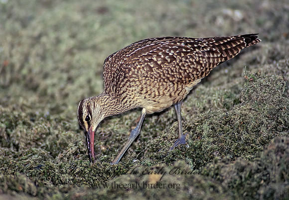 Numenius hudonicus  HUDSONIAN WHIMBREL 136402z