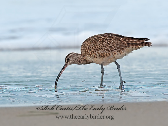 Numenius hudonicus  HUDSONIAN WHIMBREL 8020292z