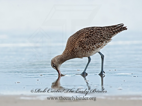 Numenius hudonicus  HUDSONIAN WHIMBREL 8020298z