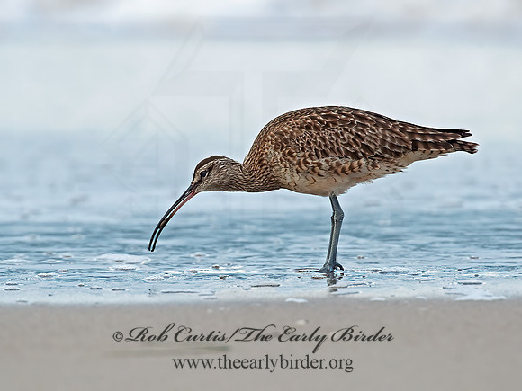 Numenius hudonicus  HUDSONIAN WHIMBREL 8020294z