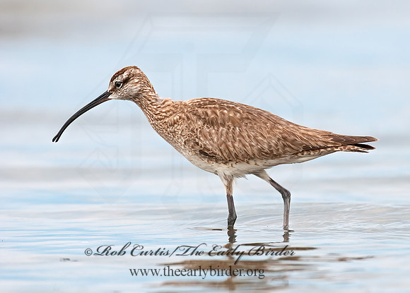 Numenius hudonicus  HUDSONIAN WHIMBREL 3008894z