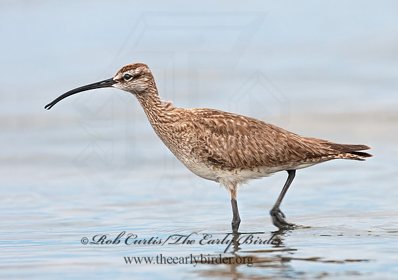 Numenius hudonicus  HUDSONIAN WHIMBREL 3008892z