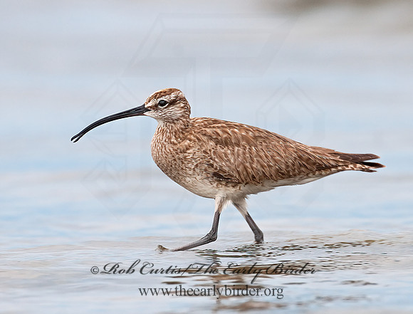 Numenius hudonicus  HUDSONIAN WHIMBREL 3008891z